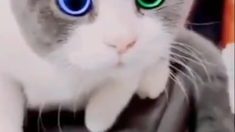 Cat with one eye blue and the other is green #shorts #viral #shortsvideo #video