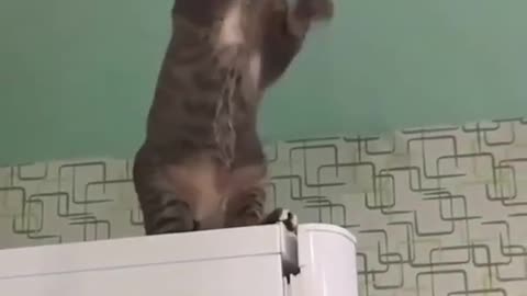 Cat got electric shock playing with ceiling light