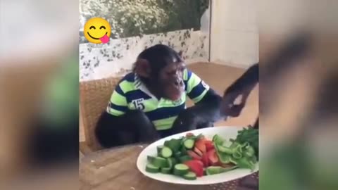 Funny monkey video