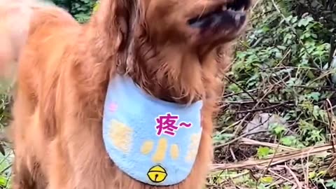 Dog funny viral video