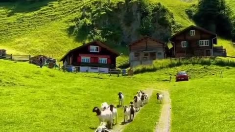 switzerland myswitzerland inlovewithswitzerland switzerland🇨🇭 switzerlandwonderland switzerlandpictures