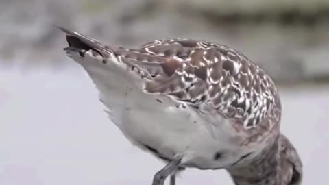Birds feeding videos funny video birds video