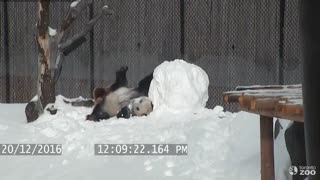 Clumsy Giant Panda Adorably Wrestles Down A Snowman