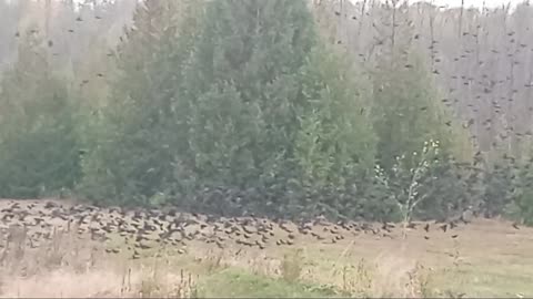 Tons of black birds