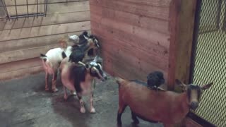 Gallinas usan a unas pacientes cabras como patio de juego