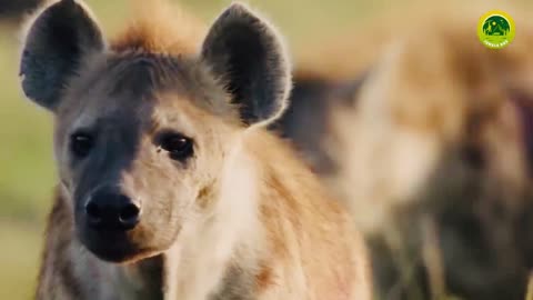 Innocent Baby Elephant Was Slaughtered By Pack Of Bloodthirsty Wild Dogs In Front Of Its Mother