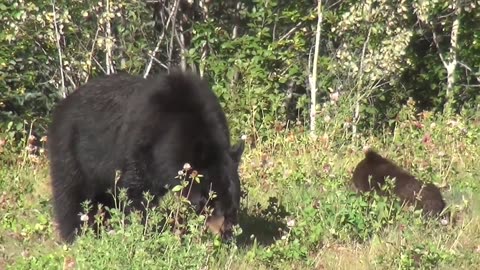 Polar Bear Brown Bear Black Bear Stock Footage Creative Common Video