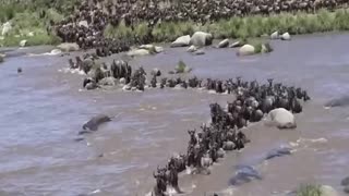 The Serengeti wildebeest migration
