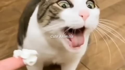 Funny video cat 🐈 short video