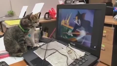 Two cats watching tom and jerry