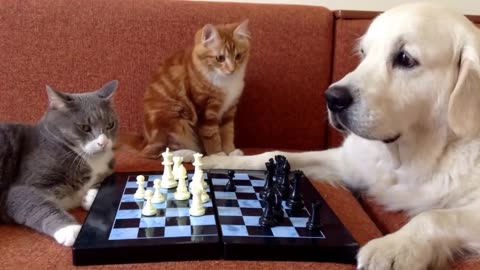 Cats and Dog Play a Game of Chess || Funny Video