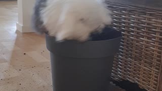 Bunny Digs Up Potted Plant