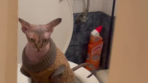 Owner Catches Sphinx Cat Using the Toilet