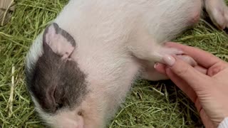 Little Pig Enjoys Sleepy Snuggles