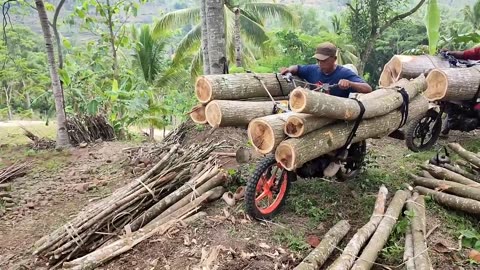 Skilled wood taxi workers carrying large logs