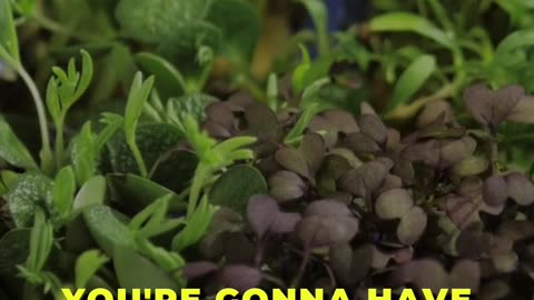 🌱 MicroGreens vs. Sprouts: Nutrient Showdown 🌱