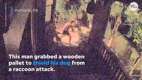 Man uses wooden pallet to shield his tiny dog from raccoon attack | USA TODAY