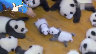 A newborn panda cub joins the panda family