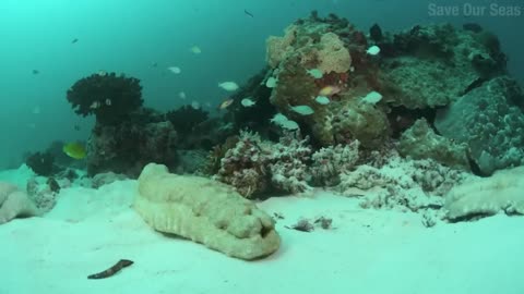 Sea Cucumbers