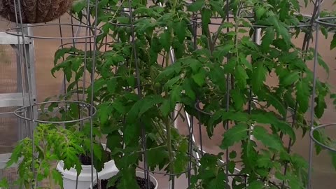 GREENHOUSE TOMATOES AND KALE IN DECEMBER