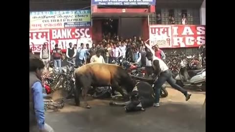 bull fight