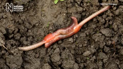 How do worms reproduce The complex world of earthworm courtship - Natural History Museum_Cut
