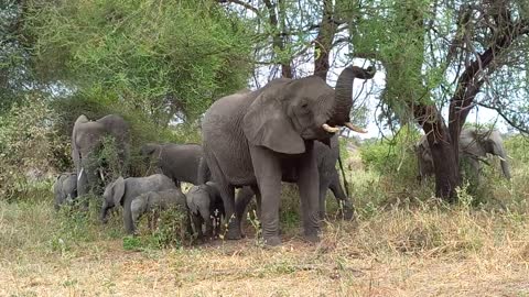 ELEPHANT at Tarangire with twins by SHAMALE EXPEDITIONS