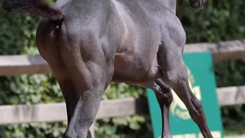 Beautiful horse with his baby|cute moment.