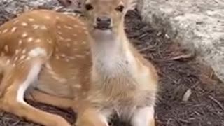 Adorable fawn