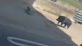 🐷🚔 Cop chasing a pig?