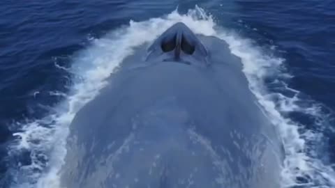 beautiful whale 🐋🤩