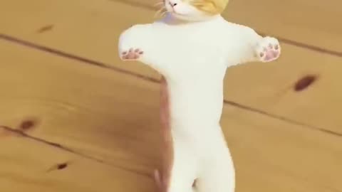 Funny Cat Videos Cute cats laugh #shorts