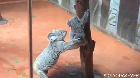 Mama koala helps her baby climb down a tree..🐨🌳😍