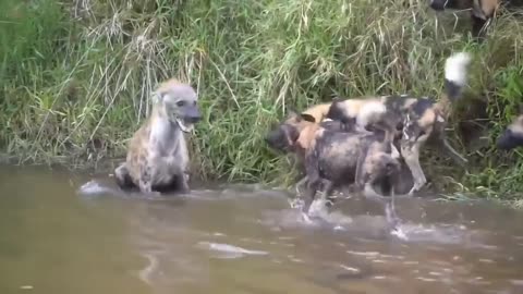 hyenas