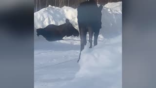 Moose, moose, and more moose