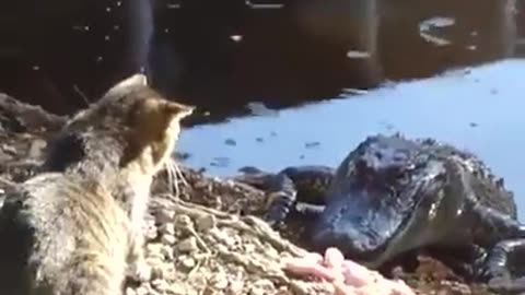Cat vs crocodile ..!!!