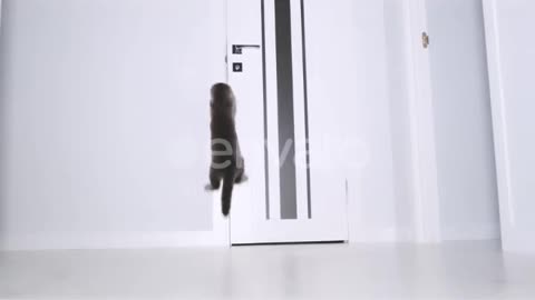 An Energetic British Cat is Playing with a Mouse That is Attached to the Door