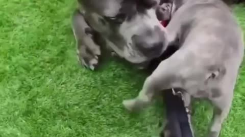 Restless puppy sticks to his father