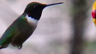 Chickadee and Hummingbird