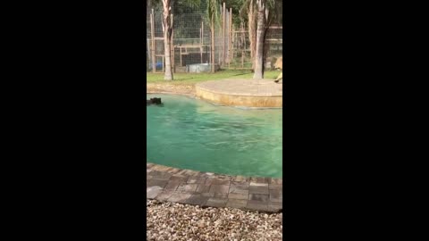 Guy casually goes swimming with a bear & lion