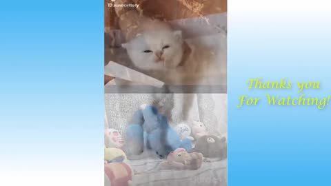 funny cat and dog videos _try not laugh _compilation _funny pets 2024 _today _pets funny _cat videos