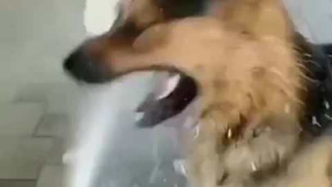 dog funny videos.