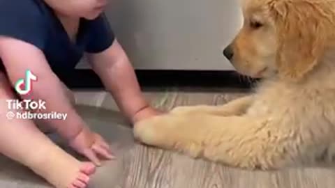 Baby play with puppies