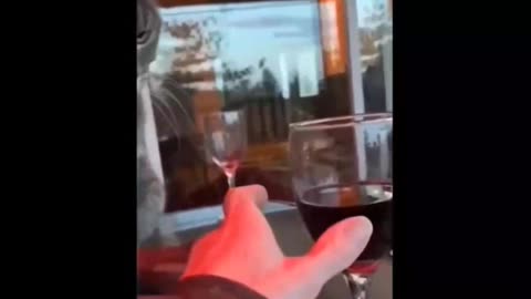 The cat won't let you drink a glass of wine