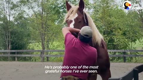 Abandoned Work Horse Has The Happiest Reaction To Getting His Hooves Trimmed | The Dodo Heroes