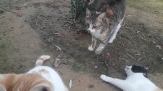 Cats follow me