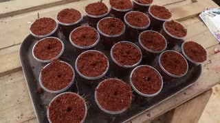 Growing Hydroponic Vegetable Garden at Home - Easy for Beginners