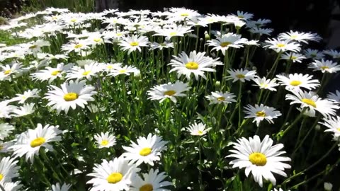 FLOWERS CAN DANCE!!! Amazing nature Beautiful blooming flower time lapse video