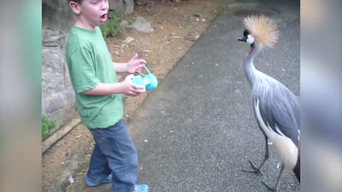 Kid's trip to the zoo is ruined by large bird