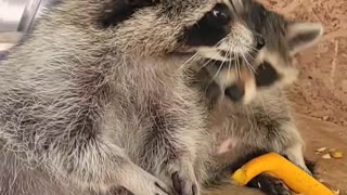 Raccoon Mom Sneaks Snack From Offspring